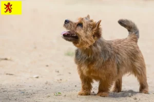 Lees meer over het artikel Norwich Terrier fokkers en pups in Zuid-Holland