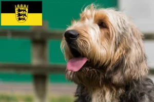 Lees meer over het artikel Otterhund fokkers en pups in Baden-Württemberg