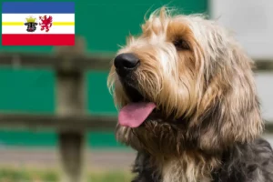Lees meer over het artikel Otterhund fokkers en pups in Mecklenburg-Vorpommern