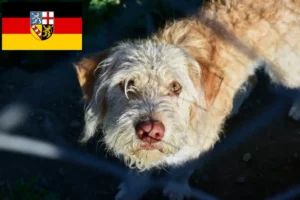 Lees meer over het artikel Otterhund fokkers en pups in Saarland
