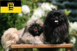 Lees meer over het artikel Pekingees fokkers en pups in Baden-Württemberg