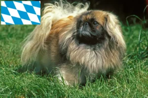 Lees meer over het artikel Pekingees fokkers en pups in Beieren