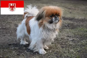 Lees meer over het artikel Pekingees fokkers en pups in Brandenburg