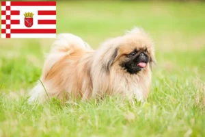 Lees meer over het artikel Pekingees fokkers en pups in Bremen