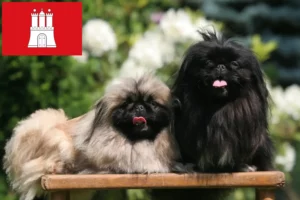 Lees meer over het artikel Pekingees fokkers en pups in Hamburg