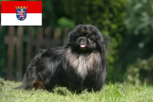 Lees meer over het artikel Pekingees fokkers en pups in Hessen