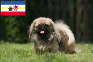 Lees meer over het artikel Pekingees fokkers en pups in Mecklenburg-Vorpommern
