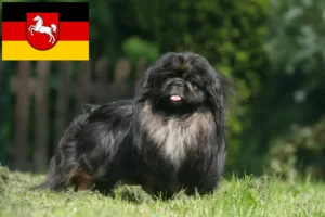 Lees meer over het artikel Pekingees fokkers en pups in Nedersaksen