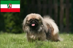 Lees meer over het artikel Pekingees fokkers en pups in Noordrijn-Westfalen