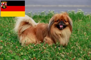 Lees meer over het artikel Pekingees fokkers en pups in Rijnland-Palts