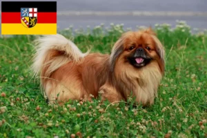 Lees meer over het artikel Pekingees fokkers en pups in Saarland