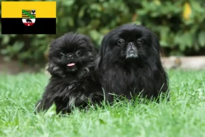 Lees meer over het artikel Pekingees fokkers en pups in Saksen-Anhalt