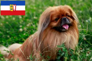 Lees meer over het artikel Pekingees fokkers en pups in Sleeswijk-Holstein