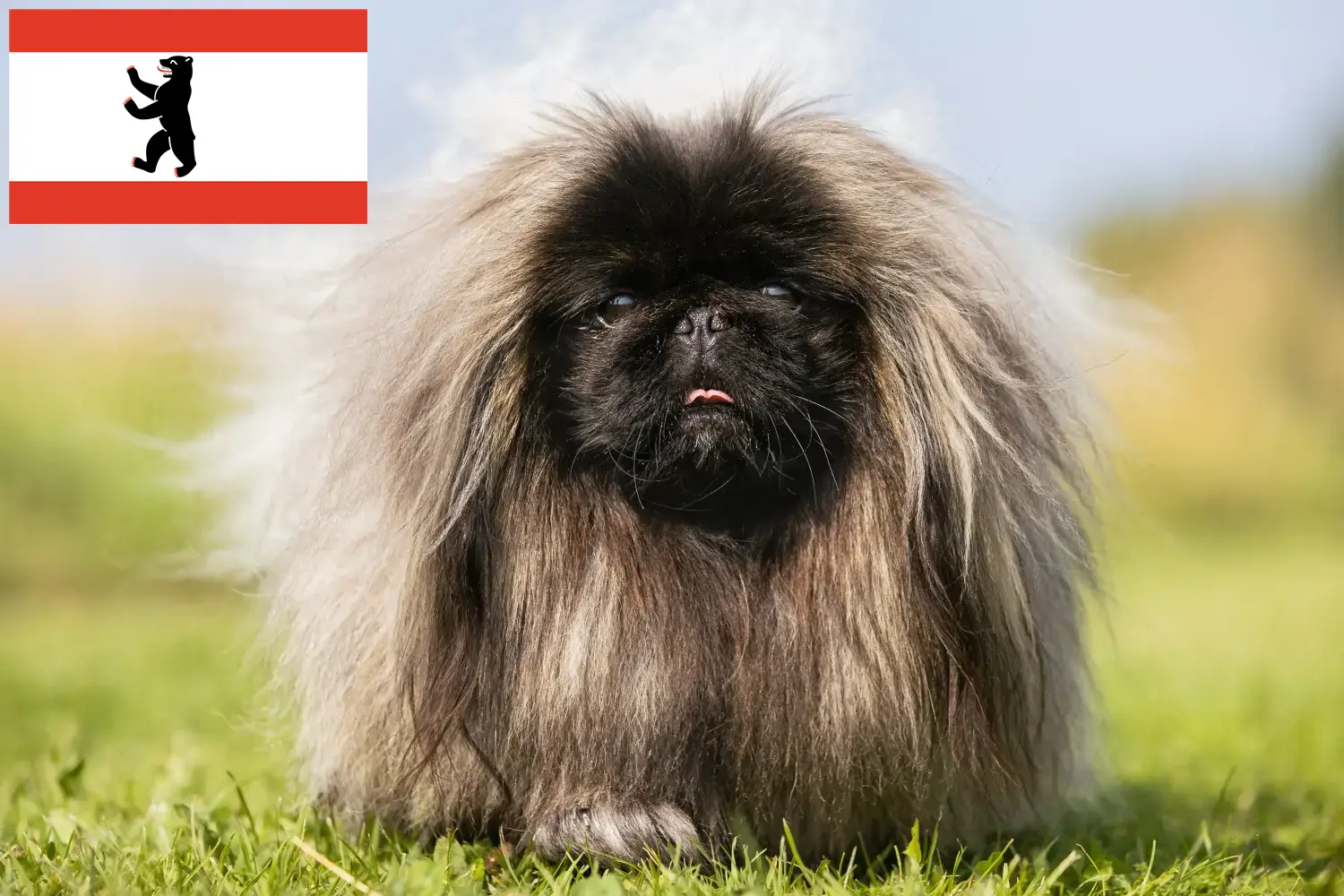 Lees meer over het artikel Pekingees fokkers en pups in Berlijn