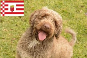 Lees meer over het artikel Perro de Agua Español fokkers en pups in Bremen
