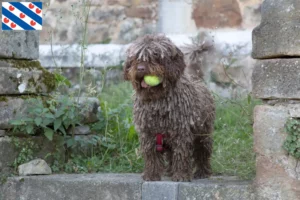 Lees meer over het artikel Perro de Agua Español fokkers en pups in Friesland