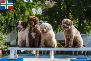 Lees meer over het artikel Perro de Agua Español fokkers en pups in Groningen