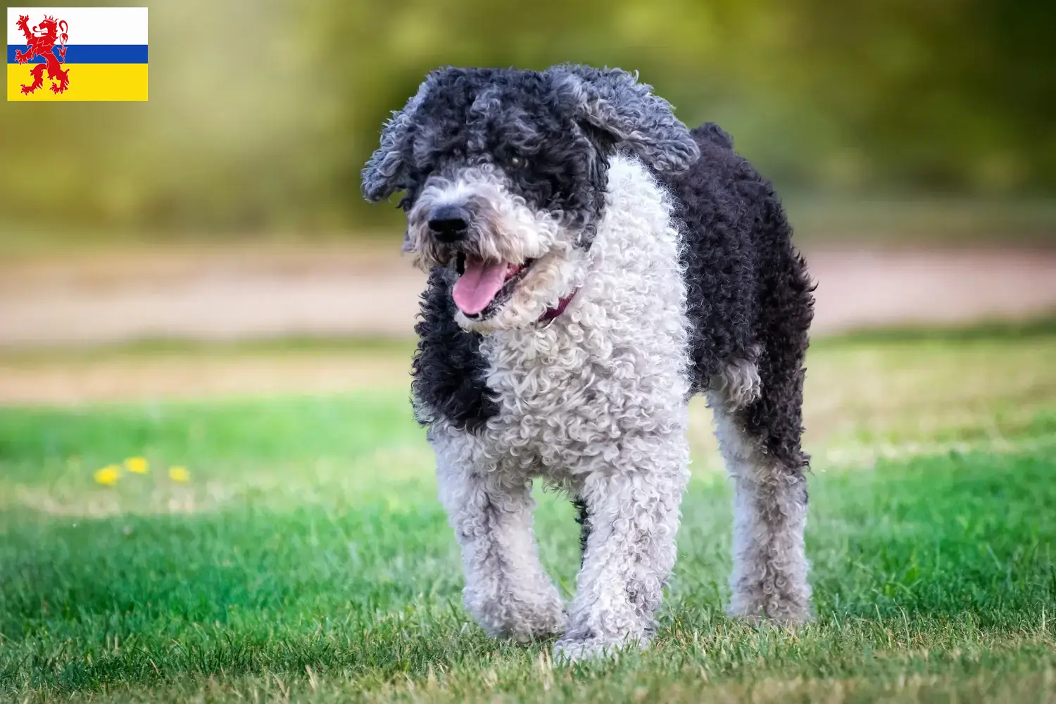 Lees meer over het artikel Perro de Agua Español fokkers en pups in Limburg