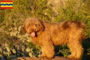 Lees meer over het artikel Perro de Agua Español fokkers en pups in Overijssel