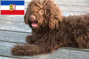 Lees meer over het artikel Perro de Agua Español fokkers en pups in Sleeswijk-Holstein