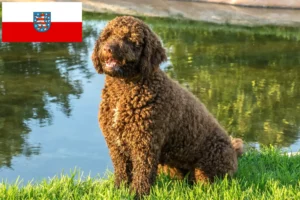 Lees meer over het artikel Perro de Agua Español fokkers en pups in Thüringen