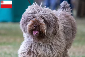 Lees meer over het artikel Perro de Agua Español fokkers en pups in Utrecht