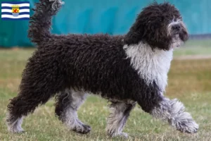 Lees meer over het artikel Perro de Agua Español fokkers en pups in Zeeland