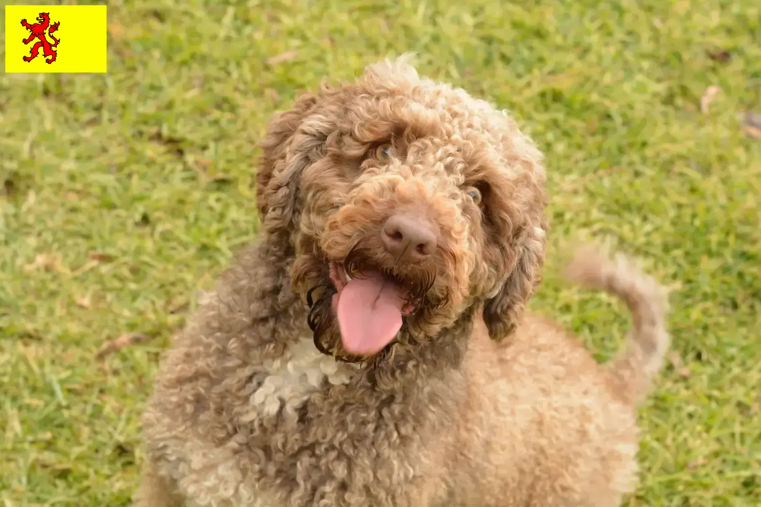 Lees meer over het artikel Perro de Agua Español fokkers en pups in Zuid-Holland
