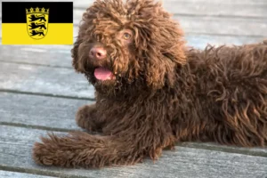 Lees meer over het artikel Perro de Agua Español fokkers en pups in Baden-Württemberg