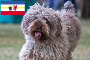 Lees meer over het artikel Perro de Agua Español fokkers en pups in Mecklenburg-Vorpommern