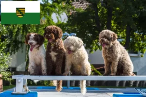 Lees meer over het artikel Perro de Agua Español fokkers en pups in Saksen