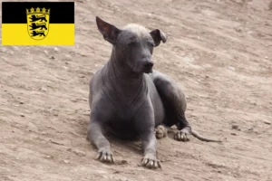 Lees meer over het artikel Peruaanse Haarloze Hondenfokker en Puppies in Baden-Württemberg