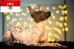 Lees meer over het artikel Peruaanse Haarloze Hondenfokker en Puppies in Brandenburg