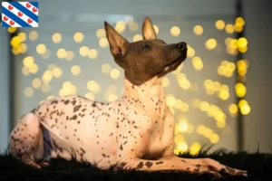 Lees meer over het artikel Peruaanse Haarloze Hondenfokker en Puppies in Friesland