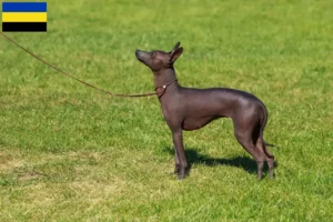Lees meer over het artikel Peruaanse Haarloze Hondenfokker en Puppies in Gelderland