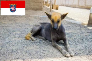 Lees meer over het artikel Peruaanse Haarloze Hondenfokker en Puppies in Hessen