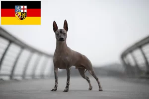 Lees meer over het artikel Peruaanse Haarloze Hondenfokker en Puppies in Saarland