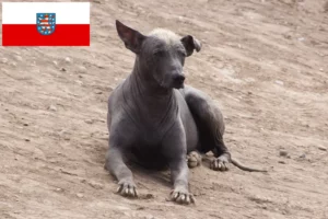 Lees meer over het artikel Peruaanse Haarloze Hondenfokker en Puppies in Thüringen