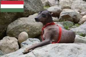Lees meer over het artikel Peruaanse Haarloze Hondenfokker en Puppies in Hongarije