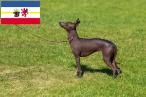 Lees meer over het artikel Peruaanse Haarloze Hondenfokker en Puppies in Mecklenburg-Vorpommern