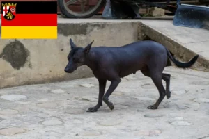Lees meer over het artikel Peruaanse Haarloze Hondenfokker en Puppies in Rijnland-Palts