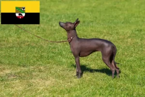 Lees meer over het artikel Peruaanse Haarloze Hondenfokker en Puppies in Saksen-Anhalt