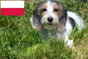 Lees meer over het artikel Petit Basset Griffon Vendéen fokkers en pups in Polen