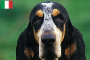 Lees meer over het artikel Petit Bleu de Gascogne fokkers en pups in Italië