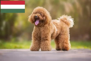 Lees meer over het artikel Poedelfokkers en puppy’s in Hongarije