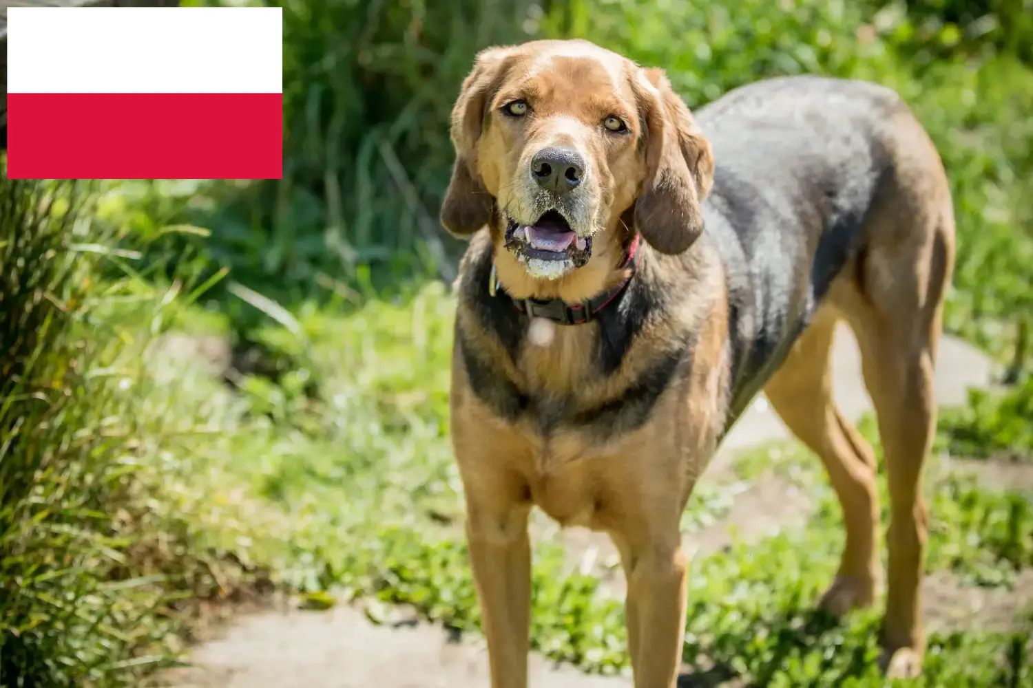 Poolse Bracke pups en fokker Polen Hier vind je Poolse varenskwekers in Polen.