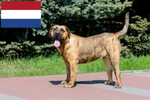 Lees meer over het artikel Presa Canario fokkers en pups in Nederland