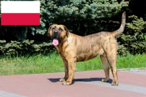 Lees meer over het artikel Presa Canario fokkers en pups in Polen