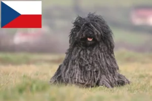 Lees meer over het artikel Puli fokkers en pups in Tsjechië
