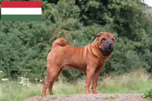 Lees meer over het artikel Shar-Pei fokkers en puppy’s in Hongarije